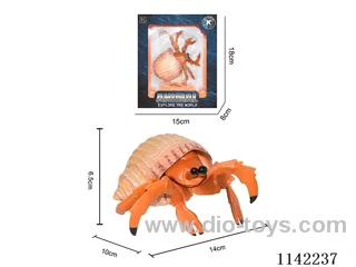 Hermit Crab