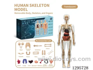 Realistic Transparent Human Model